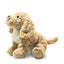 Berno | Goldendoodle Puppy