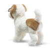 Terrie Dog